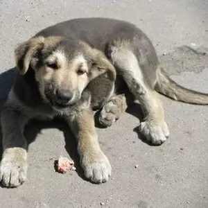 щенки на охрану бесплатно