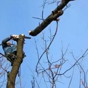 Кронирование и удаление деревьев