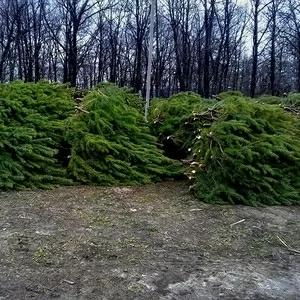 Новогодние Елки (сосна). Оптом