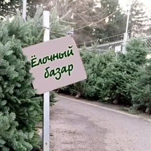 Площадь под елочный базар в аренду