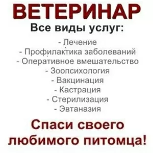 Срочный выезд ветеринарного врача на дом в Краснодаре