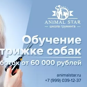 Школа груминга AnimalStar