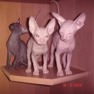 Peterbald-котята петербургского сфинкса