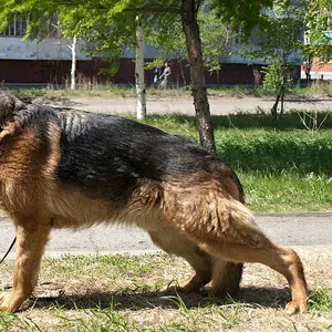 ЩЕНКИ НЕМЕЦКОЙ ОВЧАРКИ в Омске